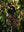  FOU Tienda Pantalón Mujer foutienda.myshopify.com pantalon-bota-ancha-garden-multicolor-mujer      