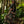 Pantalón Bota ancha Garden  multicolor Mujer