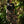 Pantalón Bota ancha Garden  multicolor Mujer