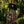 Pantalón Bota ancha Garden  multicolor Mujer